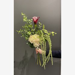 Hortensia Grn/Lysrosa H: 53 cm.