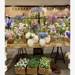 Scabiosa Hvid H: 64 cm.