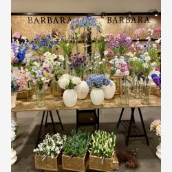 Scabiosa Lysebl� H:64cm.