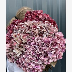 Barbara - Hortensia - Rosa - 64 cm
