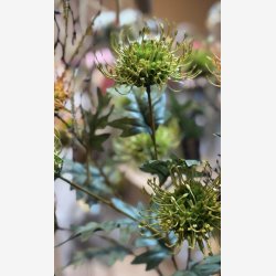 Protea Gr�n H: 71 cm.