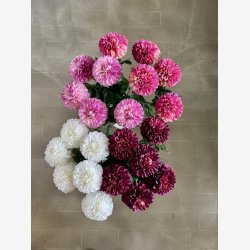 Dahlia M�rke lilla H:75cm.