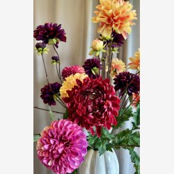 Chrysanthemum m/blade 75 cm. Rd