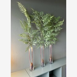 Bregne opstammet Grn m/jord H: 105 cm.