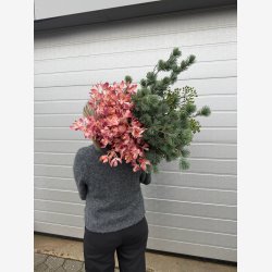 Cymbidium orkidgren Lilla/Guld 93 cm.