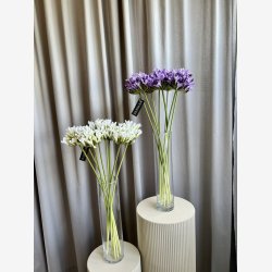 Agapanthus Blomst Hvid H: 70 cm.