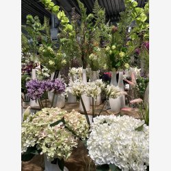 Agapanthus Blomst Hvid H: 70 cm.