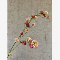Trifolium Gren Pink H:89cm.