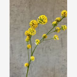 Trifolium Gren Gul H:89cm.