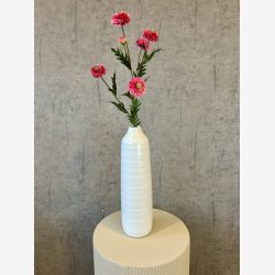 Helichrysum Pink H:68cm.