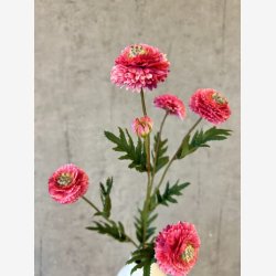 Helichrysum Pink H:68cm.