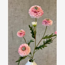 Helichrysum Rosa H:68cm.