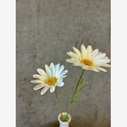 Marguerit Hvid H:57cm.