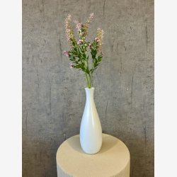 Phytolacca Rosa H:72cm.