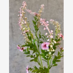 Phytolacca Rosa H:72cm.