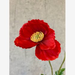 Valmue R�d H:95cm.