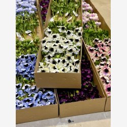 Anemone Lysebl� H:81cm.