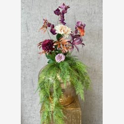 Asparagus hngeplante Grn L: 80 cm.