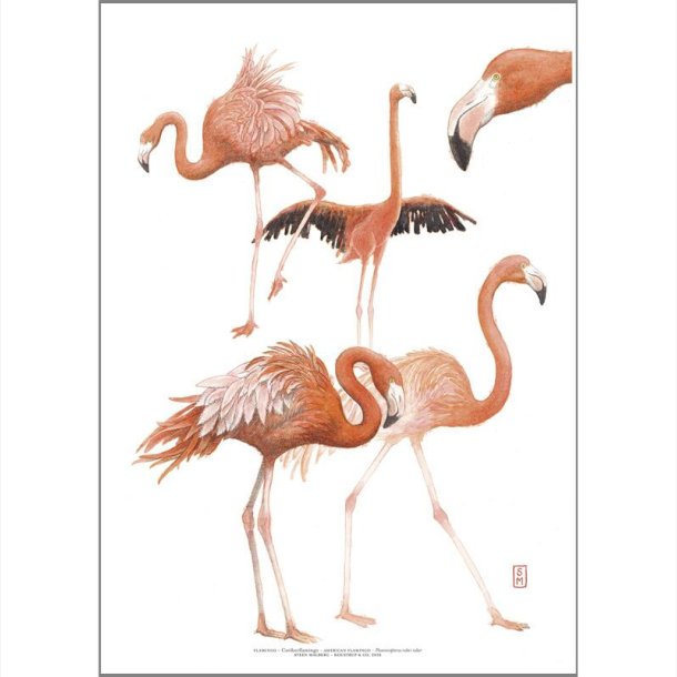 Koustrup &amp; Co - Kunsttryk "Flamingo" A3