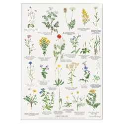 Koustrup &amp; Co - Plakat "Grftekant" A2 ( 42x59,4 cm. )