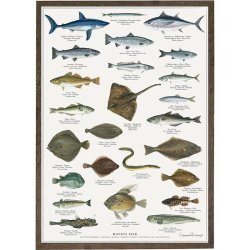 Koustrup &amp; Co - Plakat "Havets Fisk" A2 ( 42x59,4 cm. )