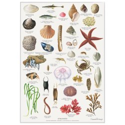 Koustrup &amp; Co - Plakat "Stranden" A2 ( 42x59,4 cm. )