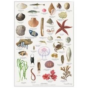 Koustrup & Co - Plakat 