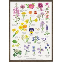 Koustrup &amp; Co - Plakat "Spiselige Blomster" A2 ( 42x59,4 cm. )