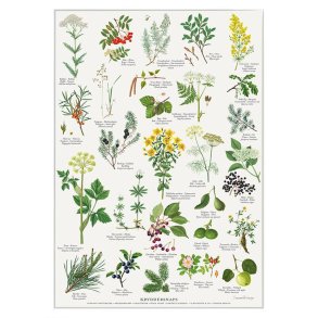 Koustrup&Co. - Plakat Kryddersnaps A4