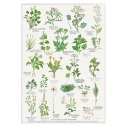 Koustrup &amp; Co - Plakat "Spiselige Vilde Planter" A2 ( 42x59,4 cm. )