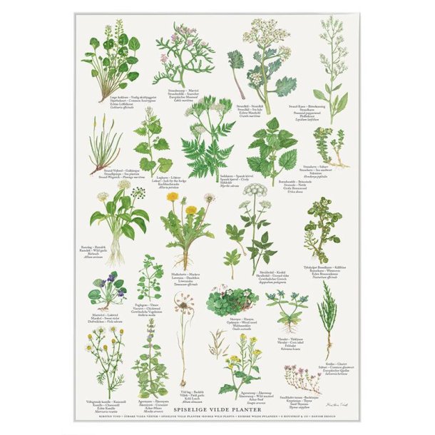 Koustrup &amp; Co - Plakat "Spiselige Vilde Planter" A2 ( 42x59,4 cm. )
