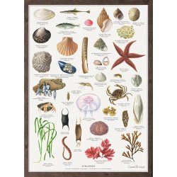 Koustrup &amp; Co - Plakat "Stranden" A2 ( 42x59,4 cm. )