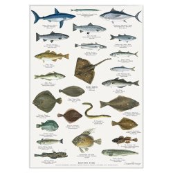 Koustrup &amp; Co - Plakat "Havets Fisk" A2 ( 42x59,4 cm. )