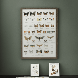 Koustrup &amp; Co - Plakat "Sommerfugle" A2 ( 42x59,4 cm. )