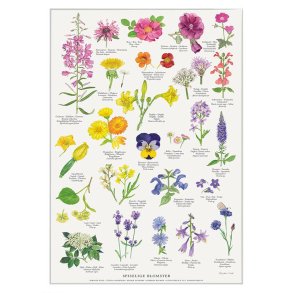 Koustrup&Co. - Plakat Spiselige Blomster A4