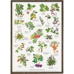 Koustrup &amp; Co - Plakat "Spiselige vilde frugter" A2 ( 42x59,4 cm. )