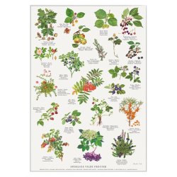 Koustrup &amp; Co - Plakat "Spiselige Vilde Frugter" A4 ( 21x29,7 cm ) 
