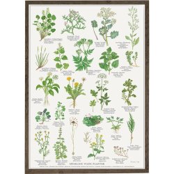 Koustrup &amp; Co - Plakat "Spiselige Vilde Planter" A2 ( 42x59,4 cm. )