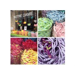 Notre Dame - T�jklemme Sort m/hvid blomst
