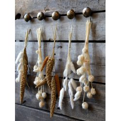 Chic Antique trret Lagurus blomster L 50cm. 