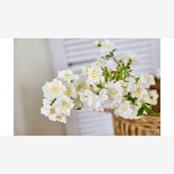 La Vida - Kirseb�rgren L:90cm. Hvid