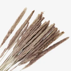 Madam Stoltz - Trrede blomster 