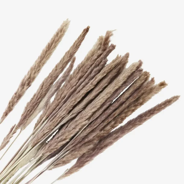 Madam Stoltz - Trrede blomster 