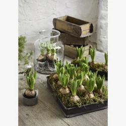 Madam Stoltz - Glasvase/Hurricane hndlavet UNIKA D: 16,5 H: 20 cm.