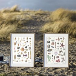 Koustrup &amp; Co - Plakat "Havets Muslinger &amp; Snegle" A2 ( 42x59,4 cm. )